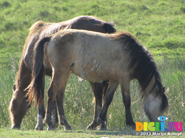 SX29223 Wild Horses in Black Mountains